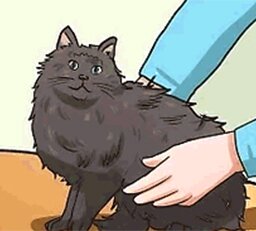 Стрижка кошки